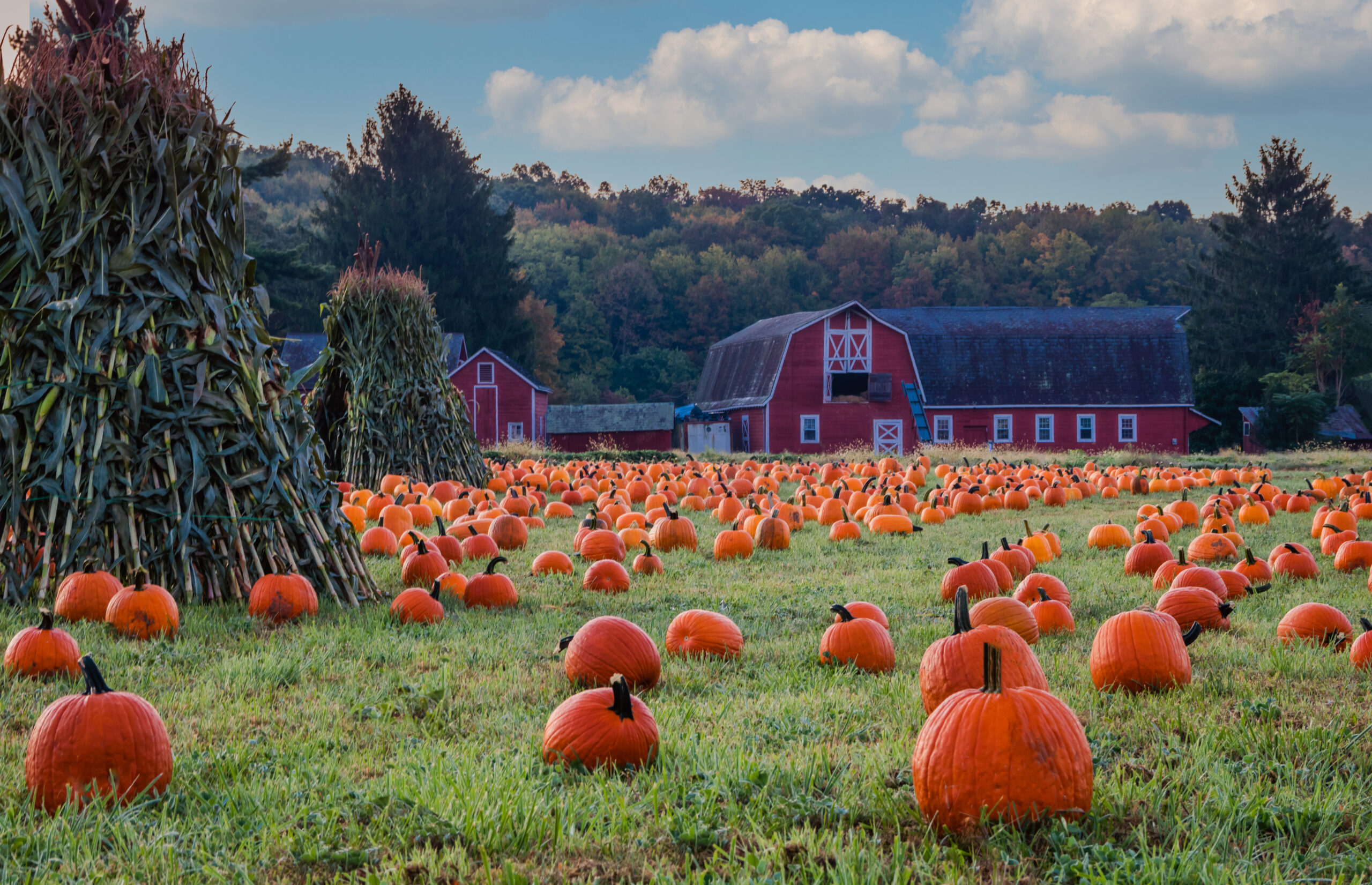 The Best Pumpkin Patches on the East End of Long Island