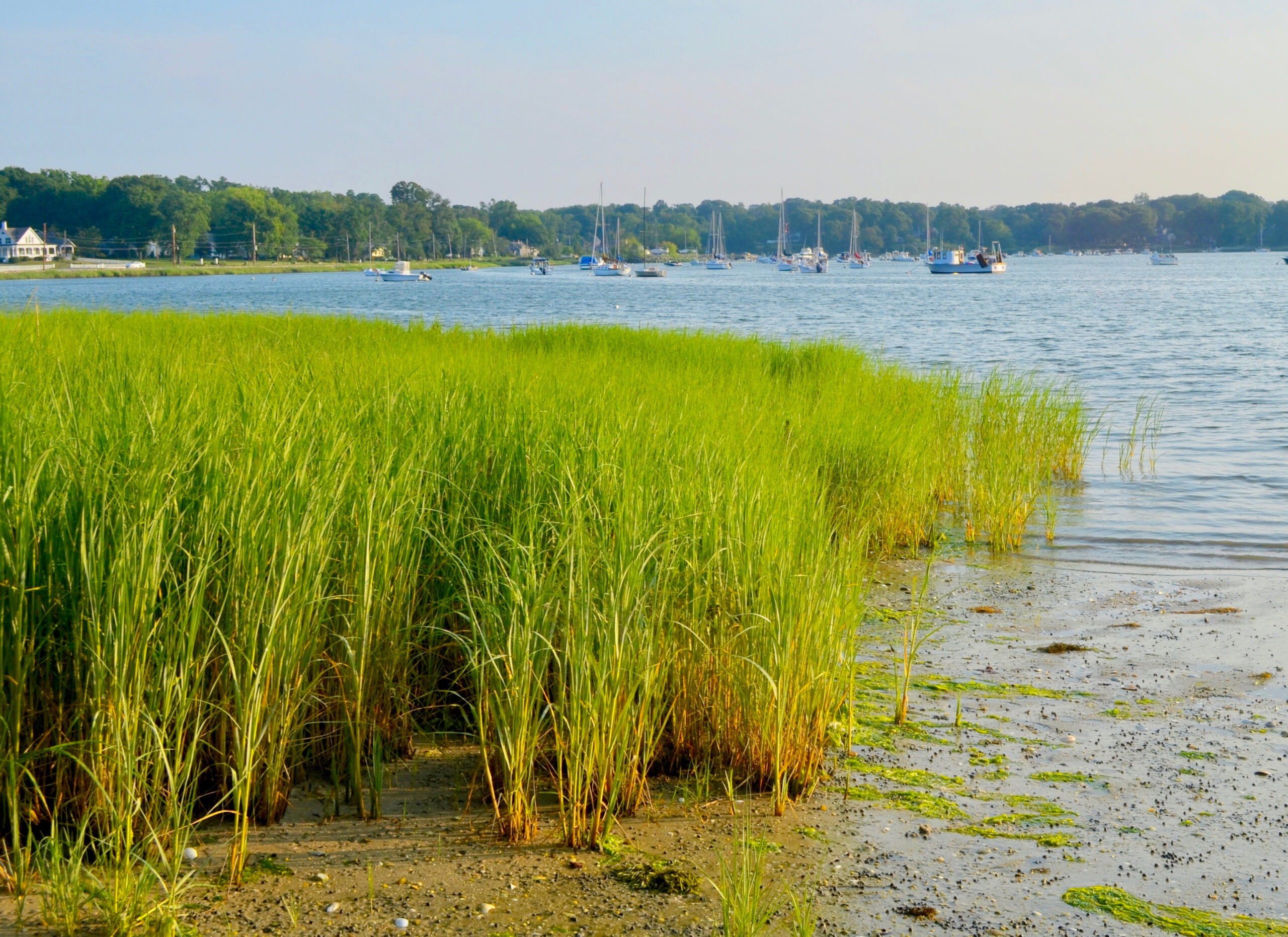 Center Moriches